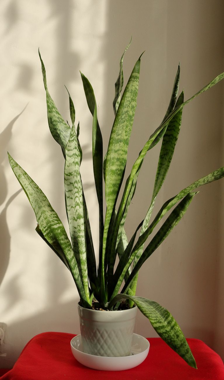 Elegant snake plant in a bright setting with stylish pot, perfect for indoor decoration.