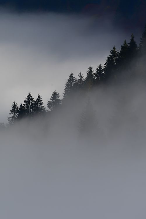 Fog over a pine ridge by Peter Steiner on Pexels