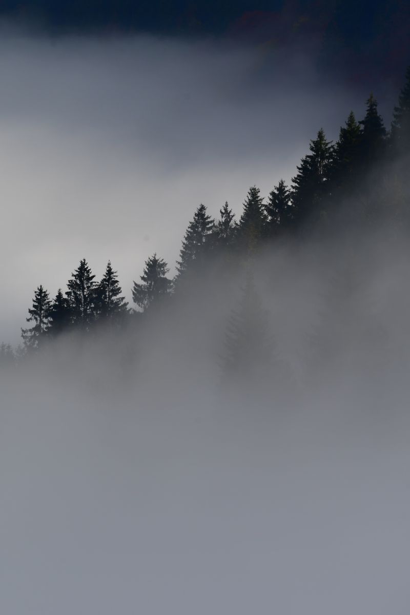 Misty forest in dense fog, photo by Peter Steiner on Pexels
