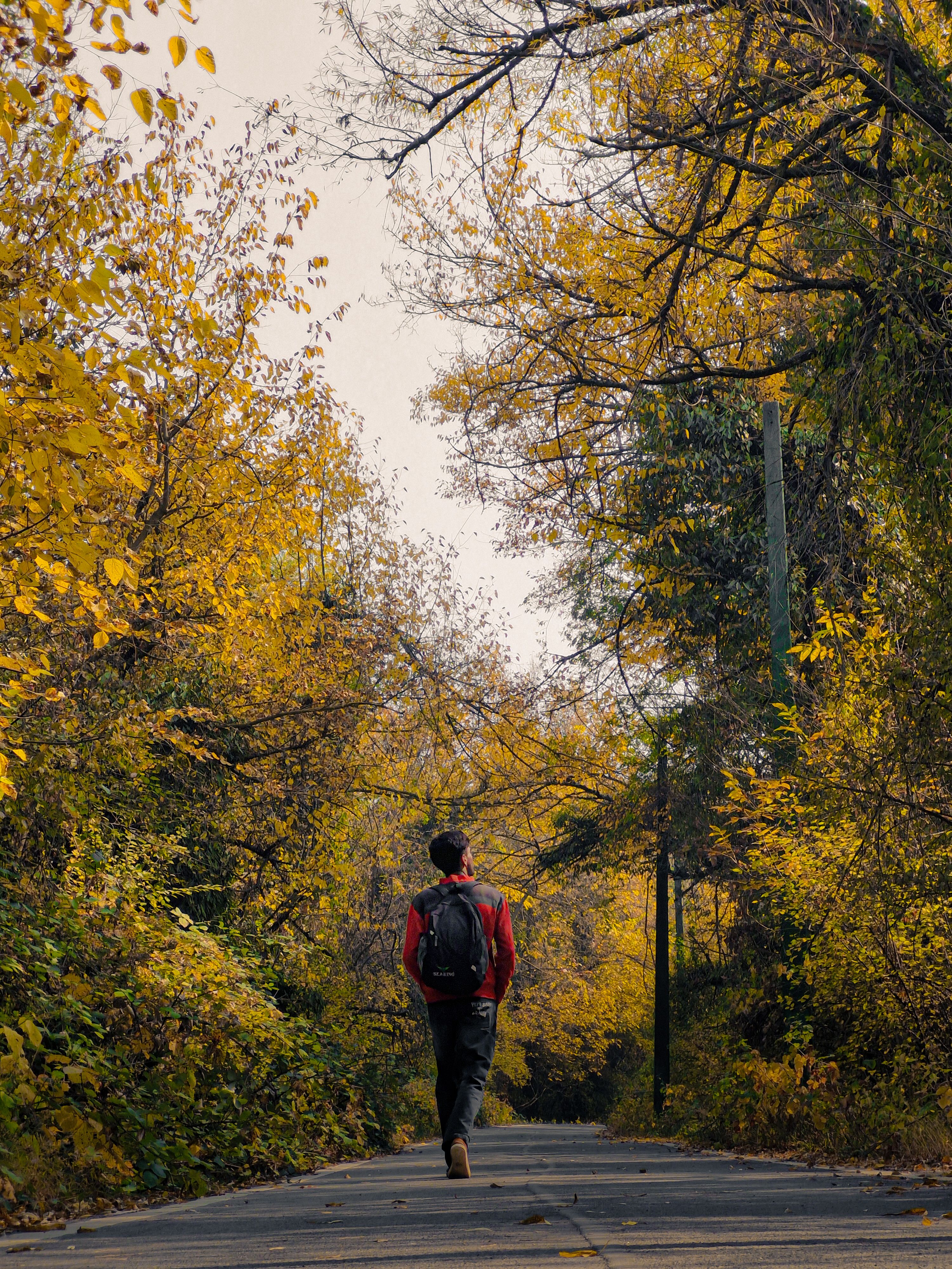 A solitary person walking through a scenic forest path in autumn, surrounded by vibrant fall foliage.