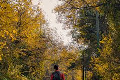 A solitary person walking through a scenic forest path in autumn, surrounded by vibrant fall foliage.