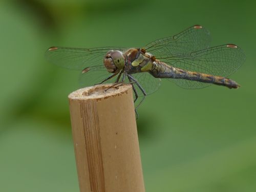 Free A detailed view of a dragonfly perched on a bamboo stick with a blurred green background. Stock Photo