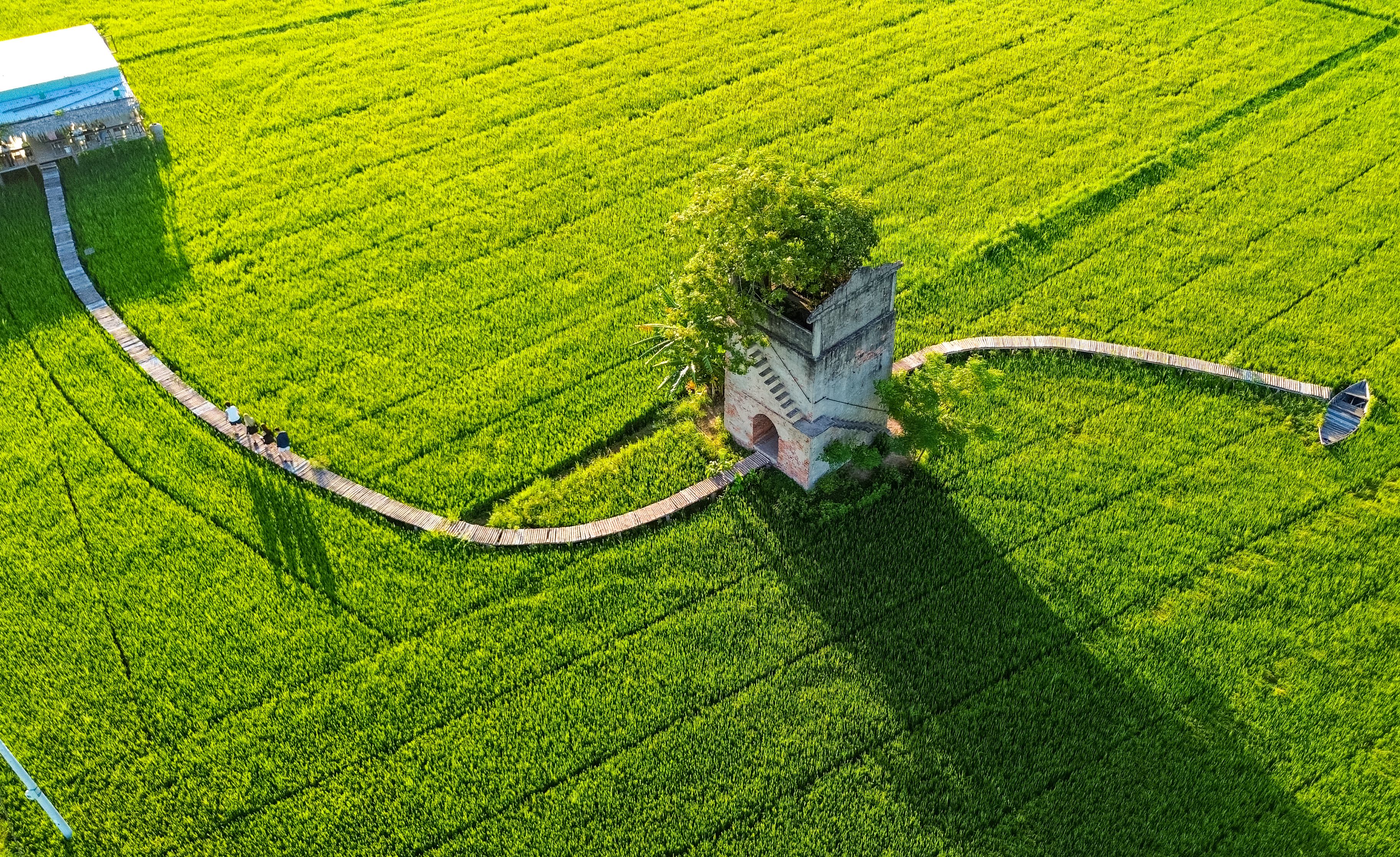 Aerial View of Lush Green Rice Field · Free Stock Photo