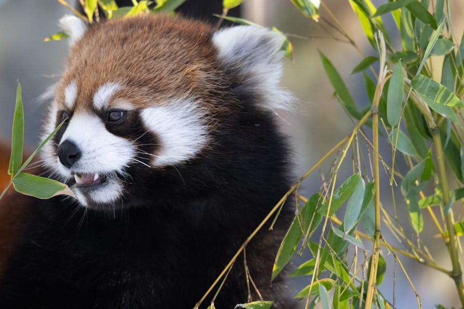 BRIDGELAND/RIVERSIDE