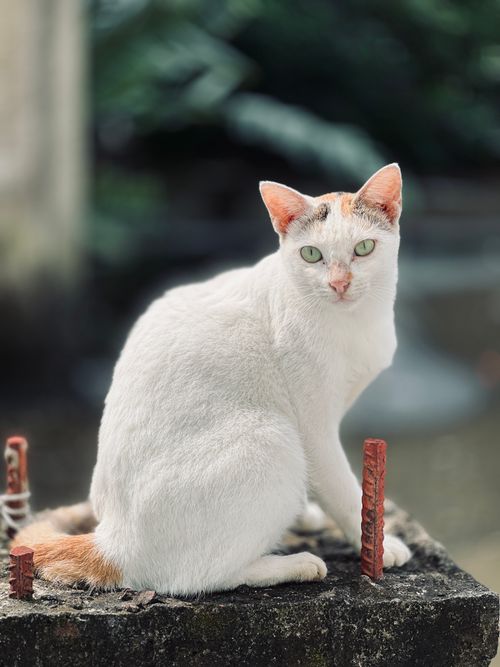 Free Charming white cat with green eyes sitting on a concrete slab outdoors. Perfect for animal lovers. Stock Photo