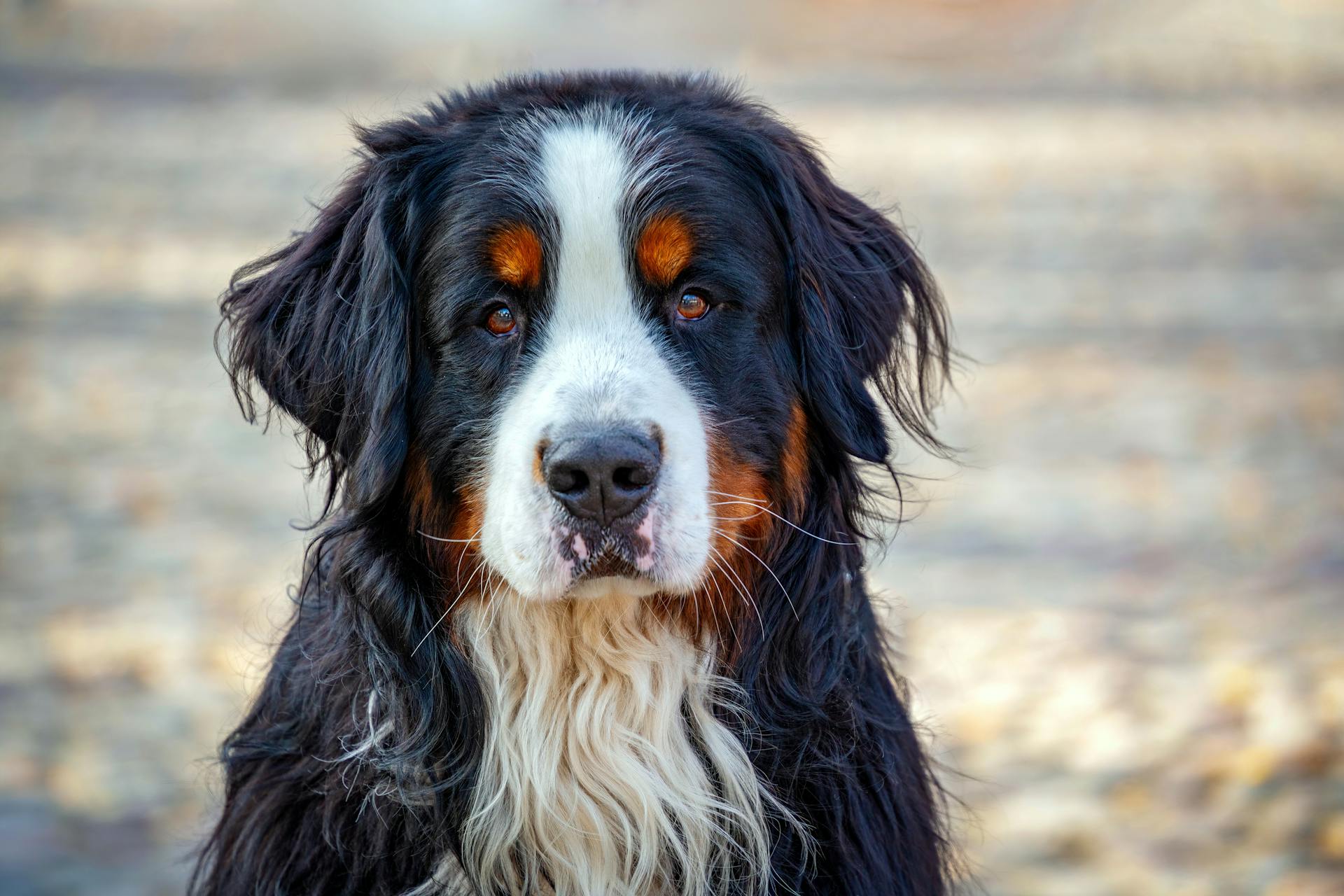 Portrait of a Bernese Mountain Dog with long fur outdoors on a sunny day.