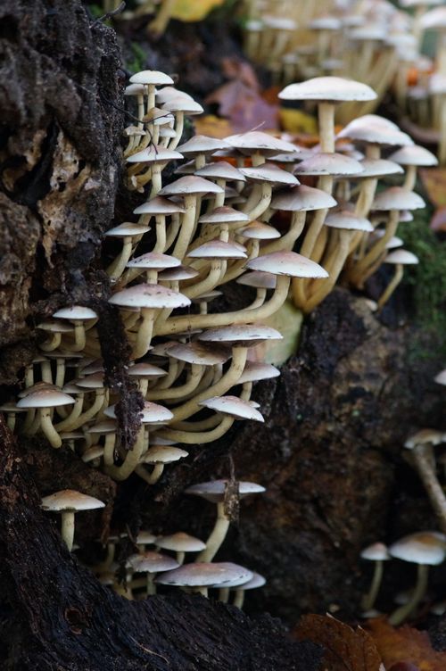 Pale mushrooms among pine needles — photo by Femke Hansen on Pexels