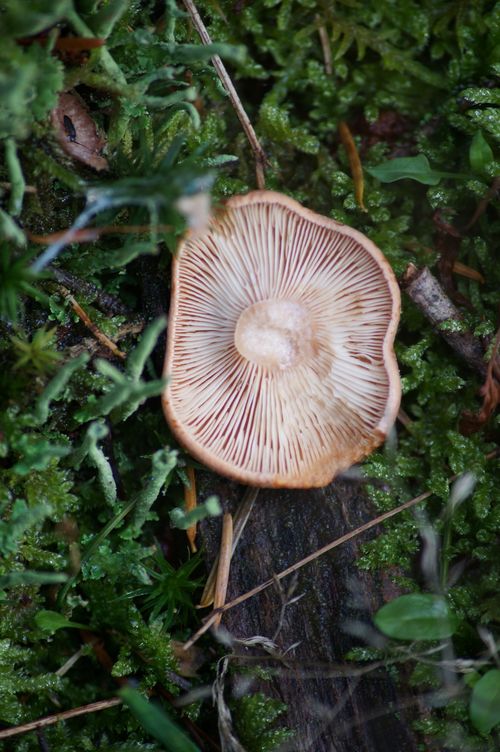 Free Detailed view of a wild mushroom among lush forest greenery, emphasizing texture and nature. Stock Photo
