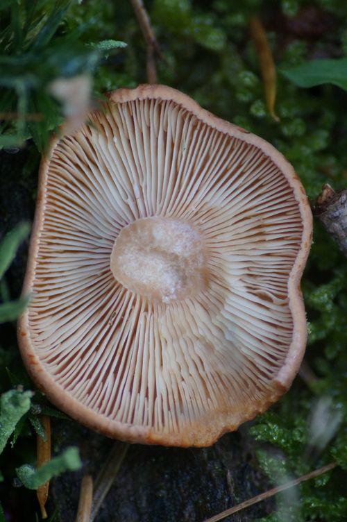 Free Detailed view of a wild mushroom's gills in a natural forest setting. Stock Photo