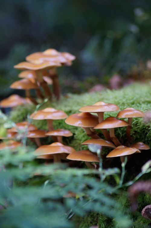Free Close-up of brown mushrooms growing amidst lush green moss in forest setting. Stock Photo