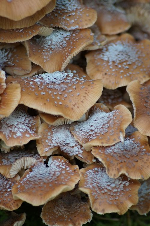 Free Detailed close-up of clustered mushrooms showing texture and earthy colors. Stock Photo