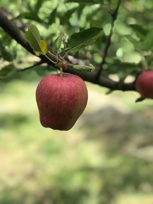 Free stock photo of apple, garden Stock Photo