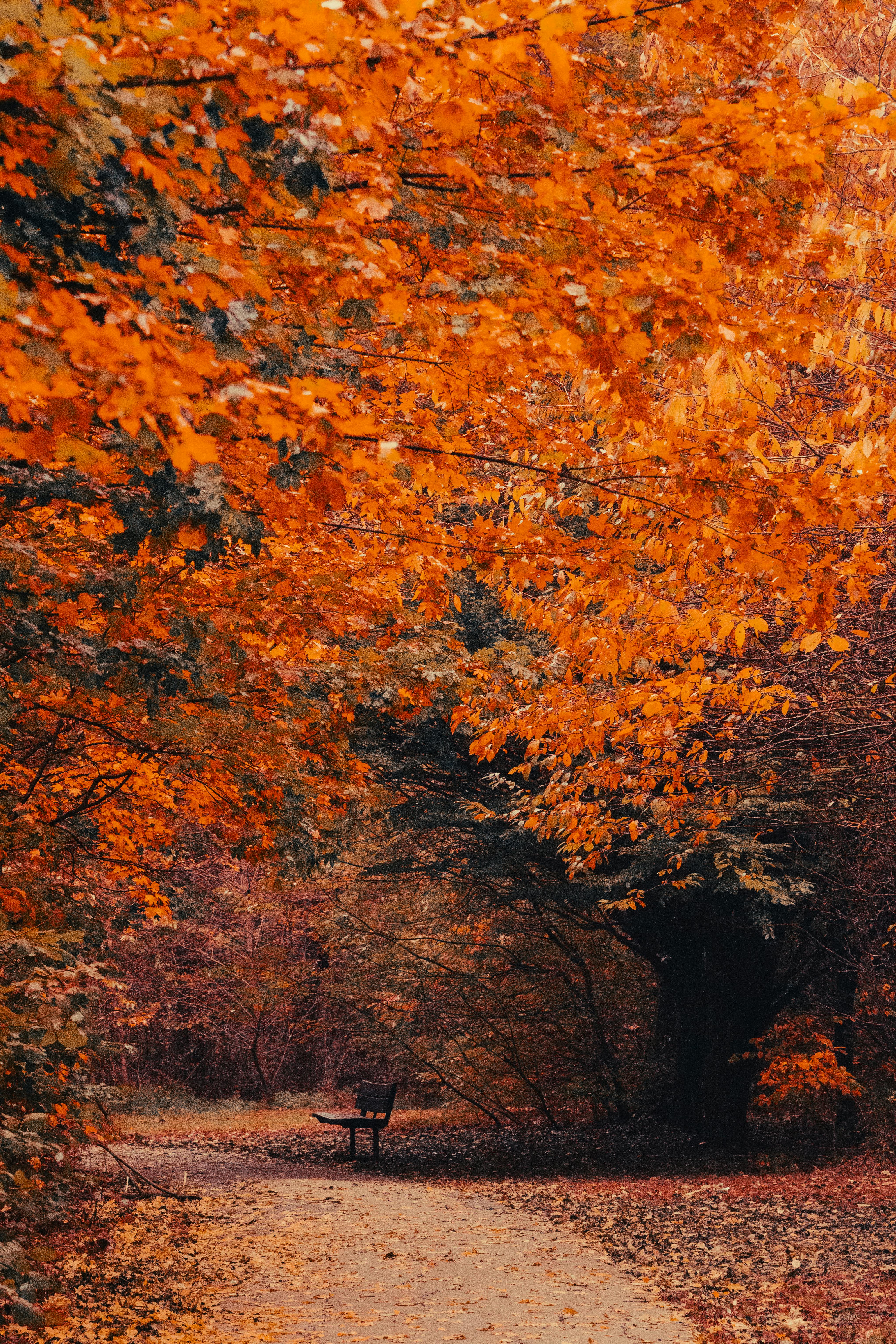 A tranquil pathway surrounded by vibrant autumn foliage and a lone bench.