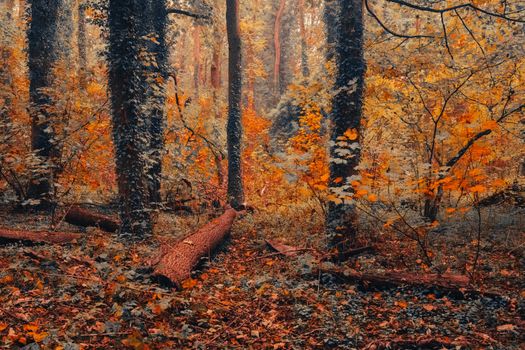 Vibrant autumn foliage in a tranquil forest setting with fallen logs and orange leaves.