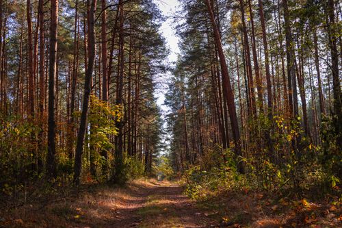 Free A serene forest path in autumn, with tall trees and vibrant foliage in Brest Region, Belarus. Stock Photo
