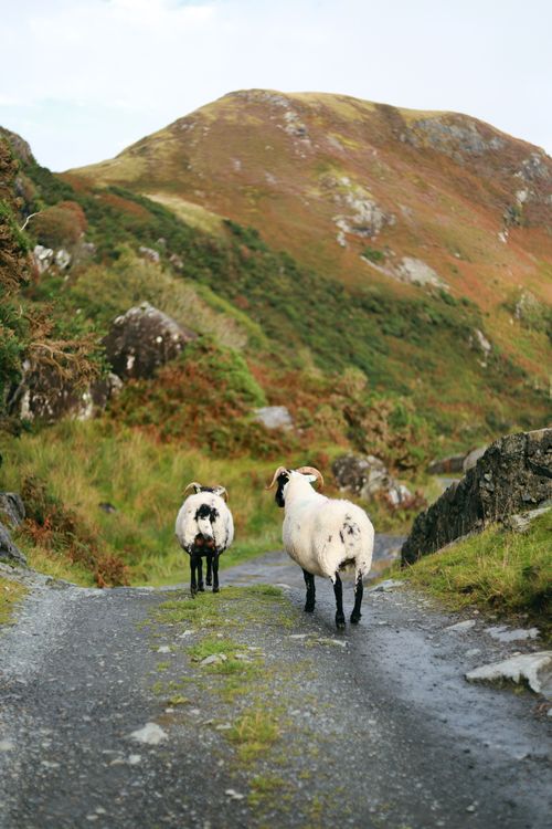 Scenic Mountain Path with Two Grazing Sheep · Free Stock Photo