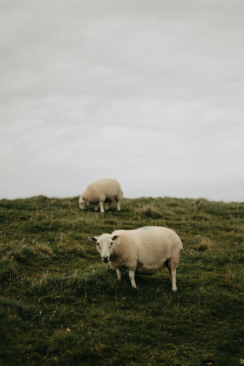 Free Two sheep grazing on a grassy hill under an overcast sky, depicting countryside tranquility. Stock Photo