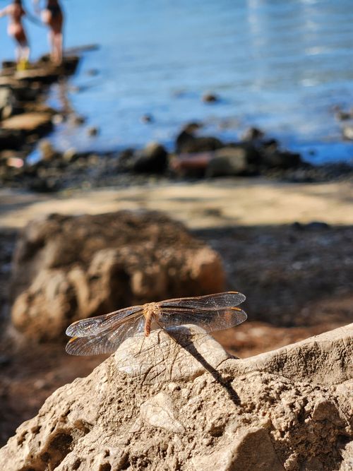 Free A close-up of a dragonfly perched on a rock with a beach view in Antalya, Türkiye. Stock Photo