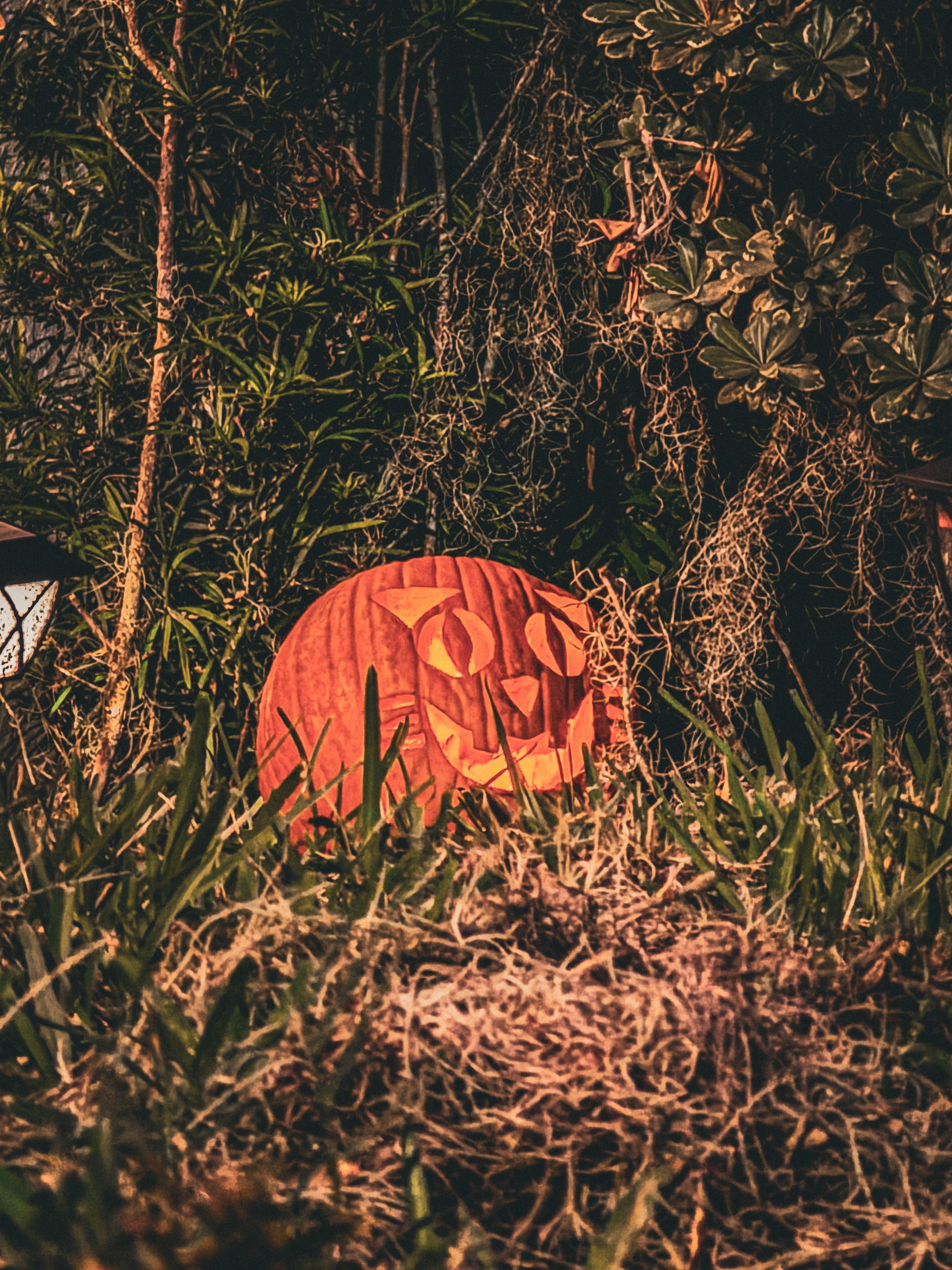 Halloween Pumpkin in Spooky Forest Setting · Free Stock Photo
