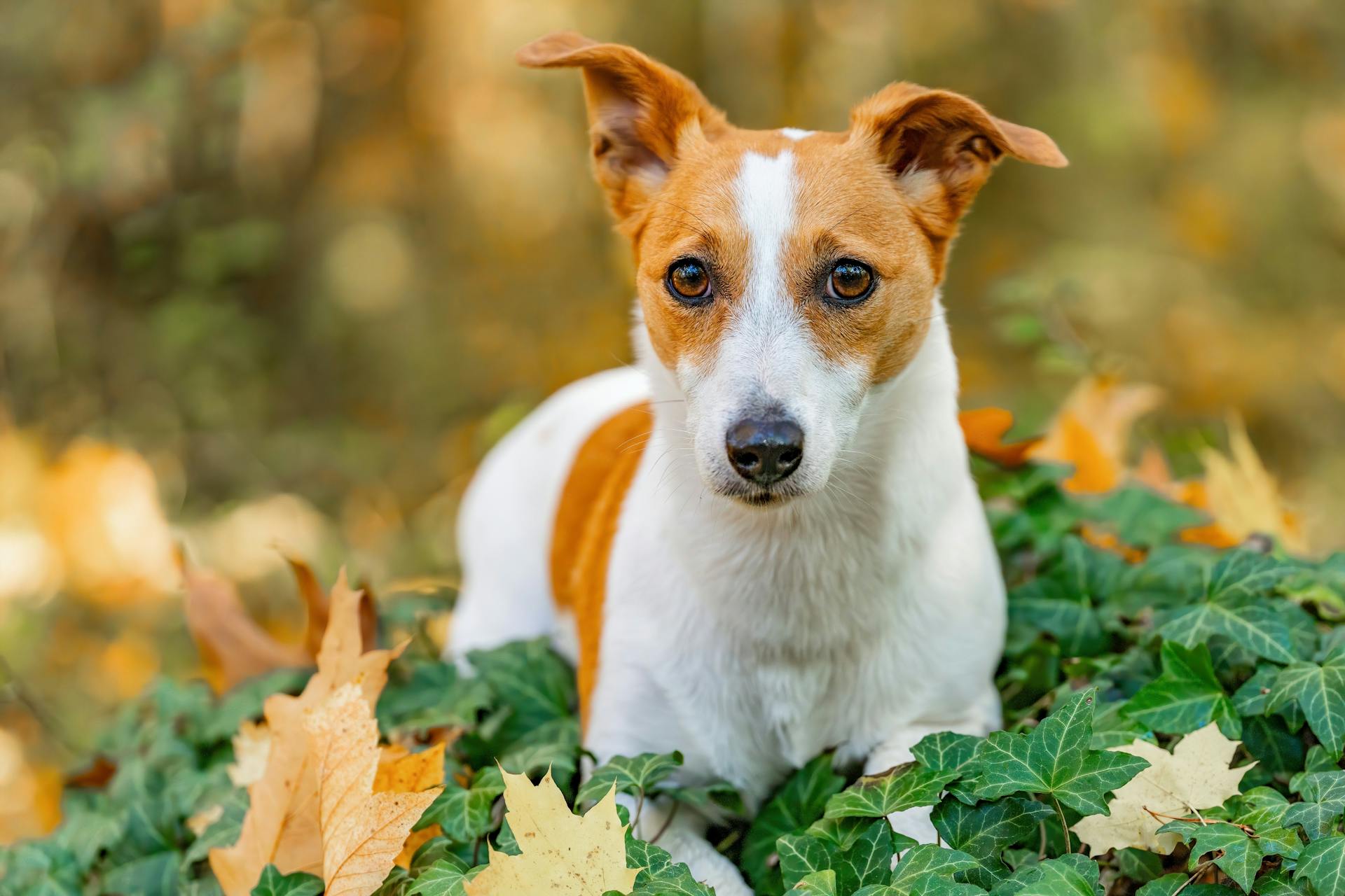 Un adorable Jack Russell Terrier assis au milieu de feuilles d'automne colorées, dégageant de la curiosité.