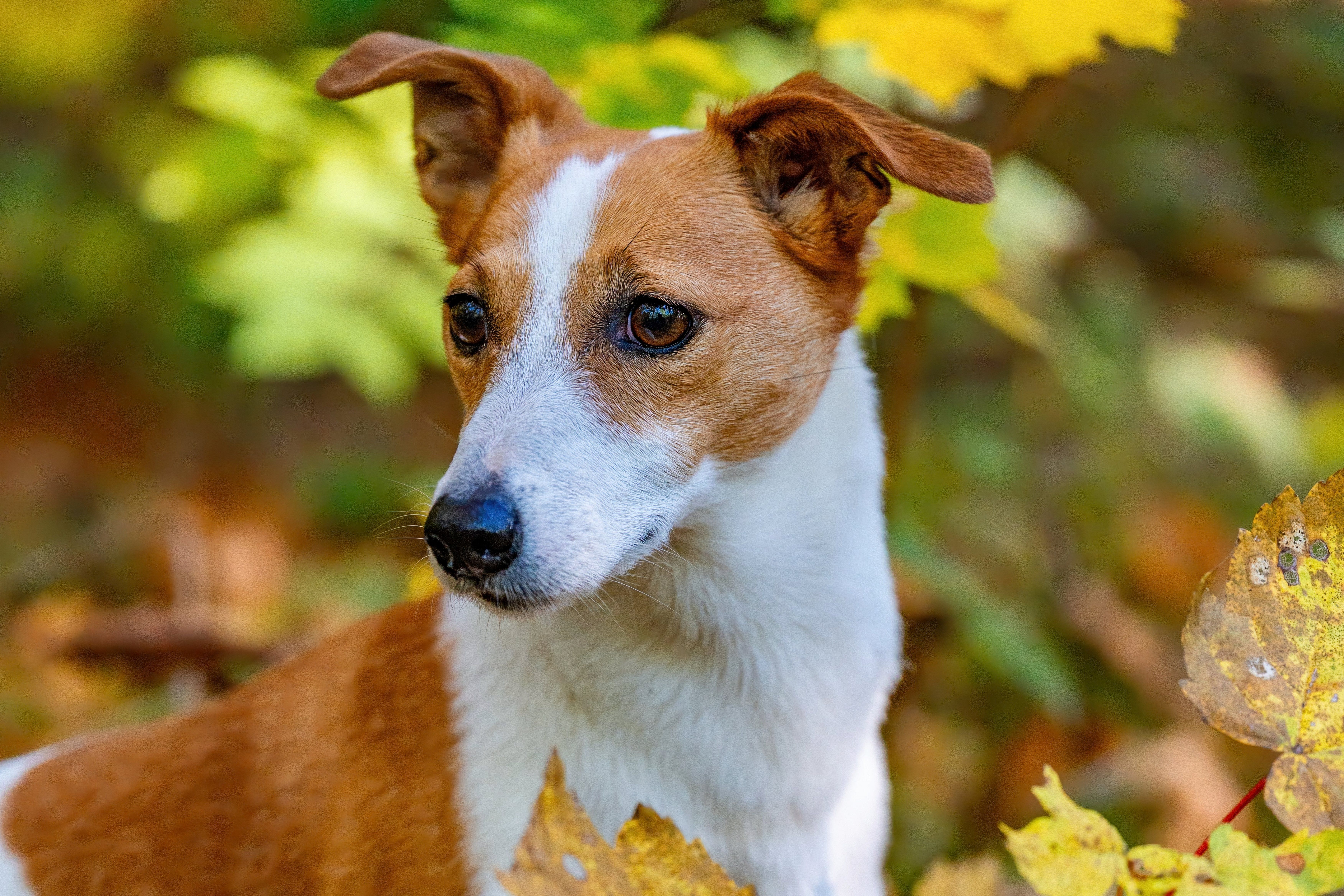 Veterinary care for a dog
