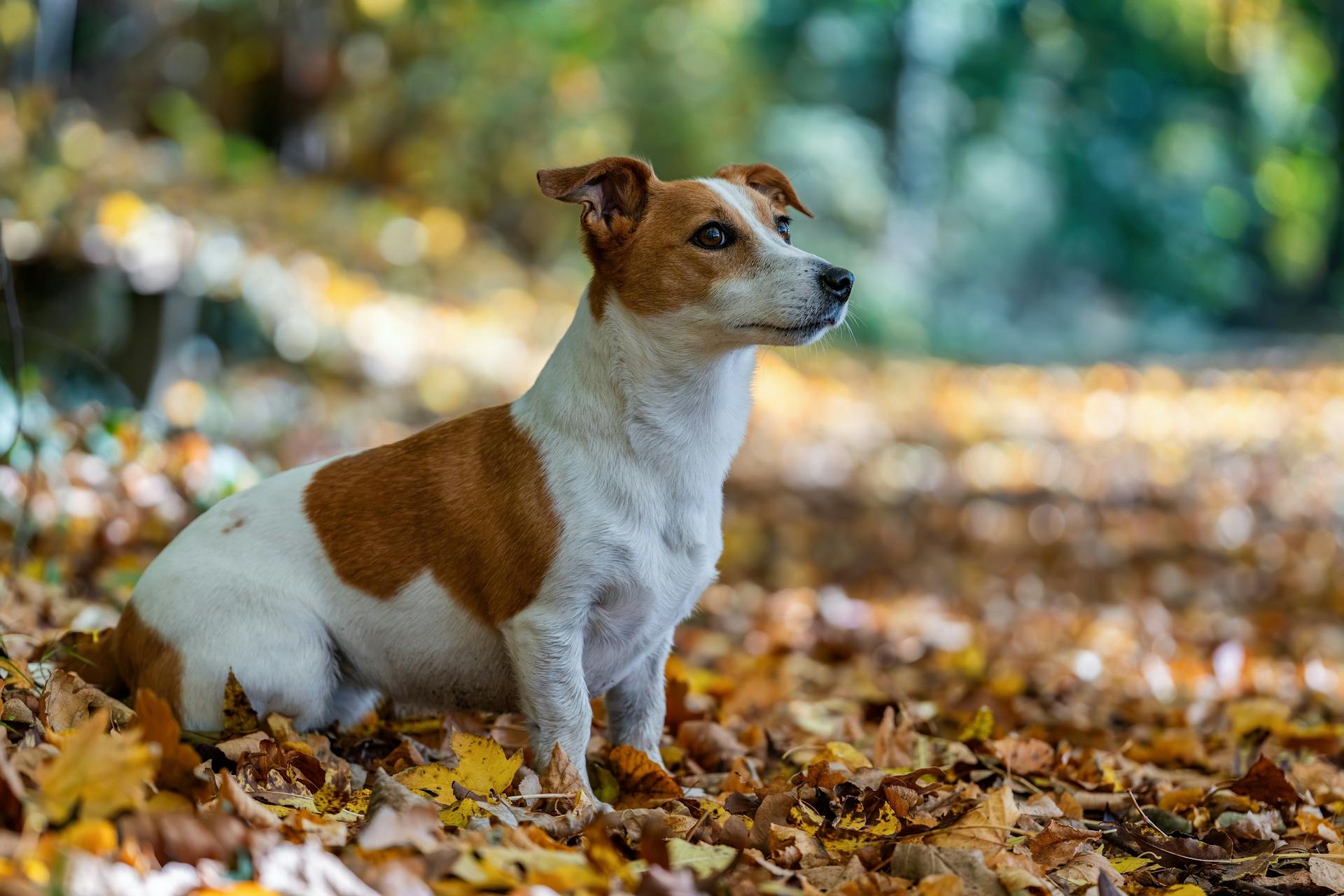 A Jack Russell Terrier dog sits amidst vibrant autumn leaves outdoors.