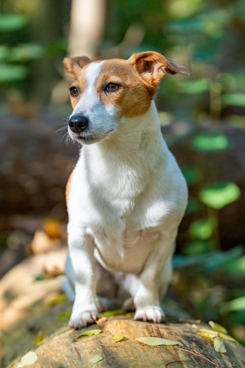 Free Energetic Jack Russell Terrier attentively sitting in a sunlit forest. Stock Photo