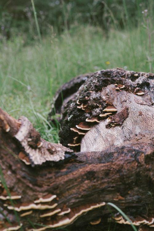 Free Close-up of fungus growing on a fallen tree trunk in a lush green meadow. Stock Photo