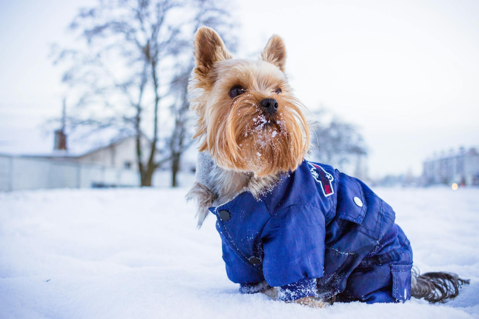 Cute Yorkshire Terrier in snow wearing a blue jacket. Perfect winter pet portrait.