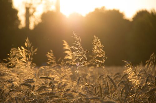 Free A tranquil scene of golden wheat illuminated by sunset with a sunflare effect. Stock Photo