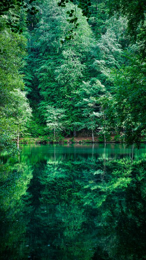 Free A tranquil scene of lush green forest reflected in a calm lake in Bolu, Türkiye. Stock Photo