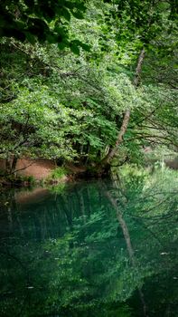 Tranquil green forest landscape with reflections on a calm lake in Bolu, Türkiye.
