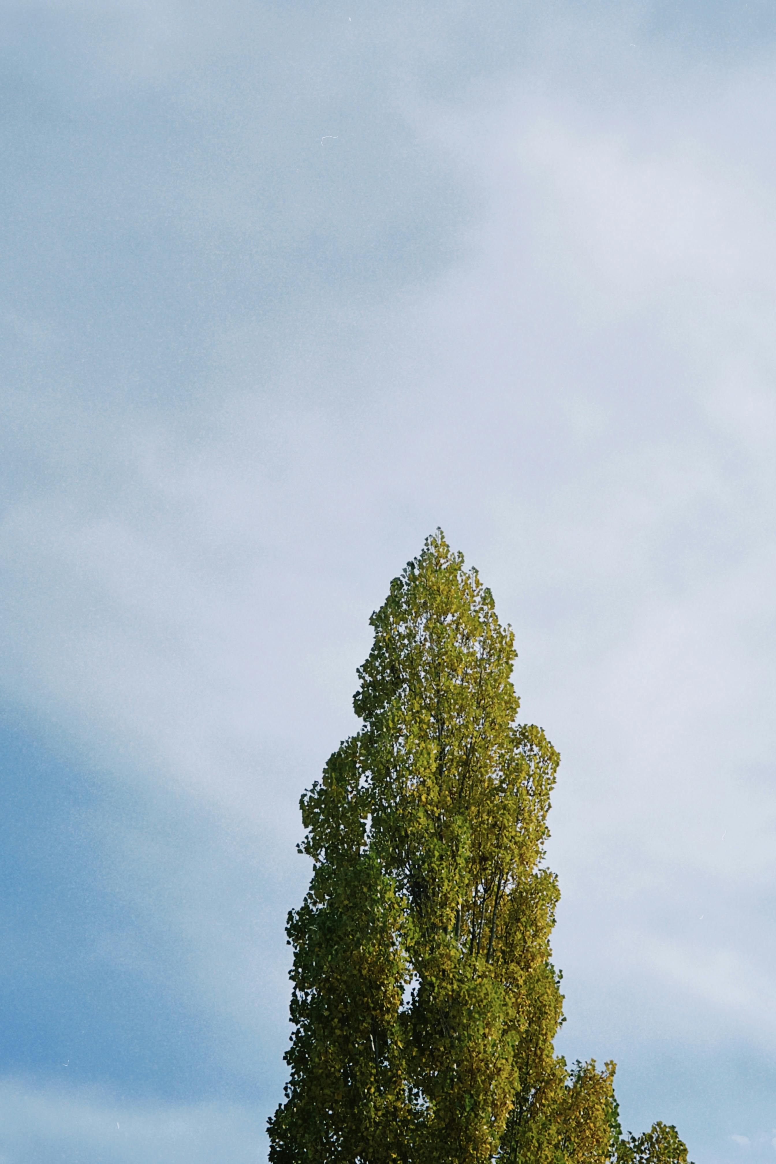 무료 알마티 지역, 탈가르의 푸른 가을 하늘을 향해 솟아오른 웅장한 포플러나무. 스톡 사진