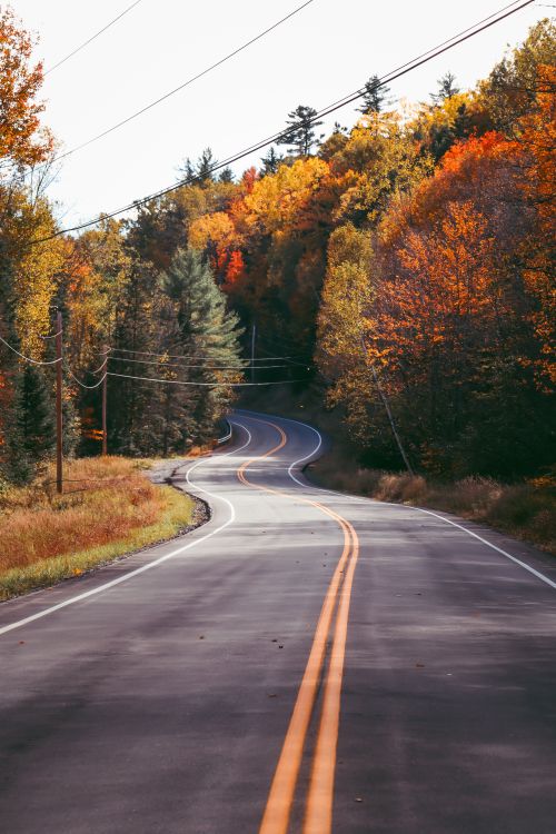 Free Serene winding road surrounded by colorful autumn trees under a clear sky. Stock Photo