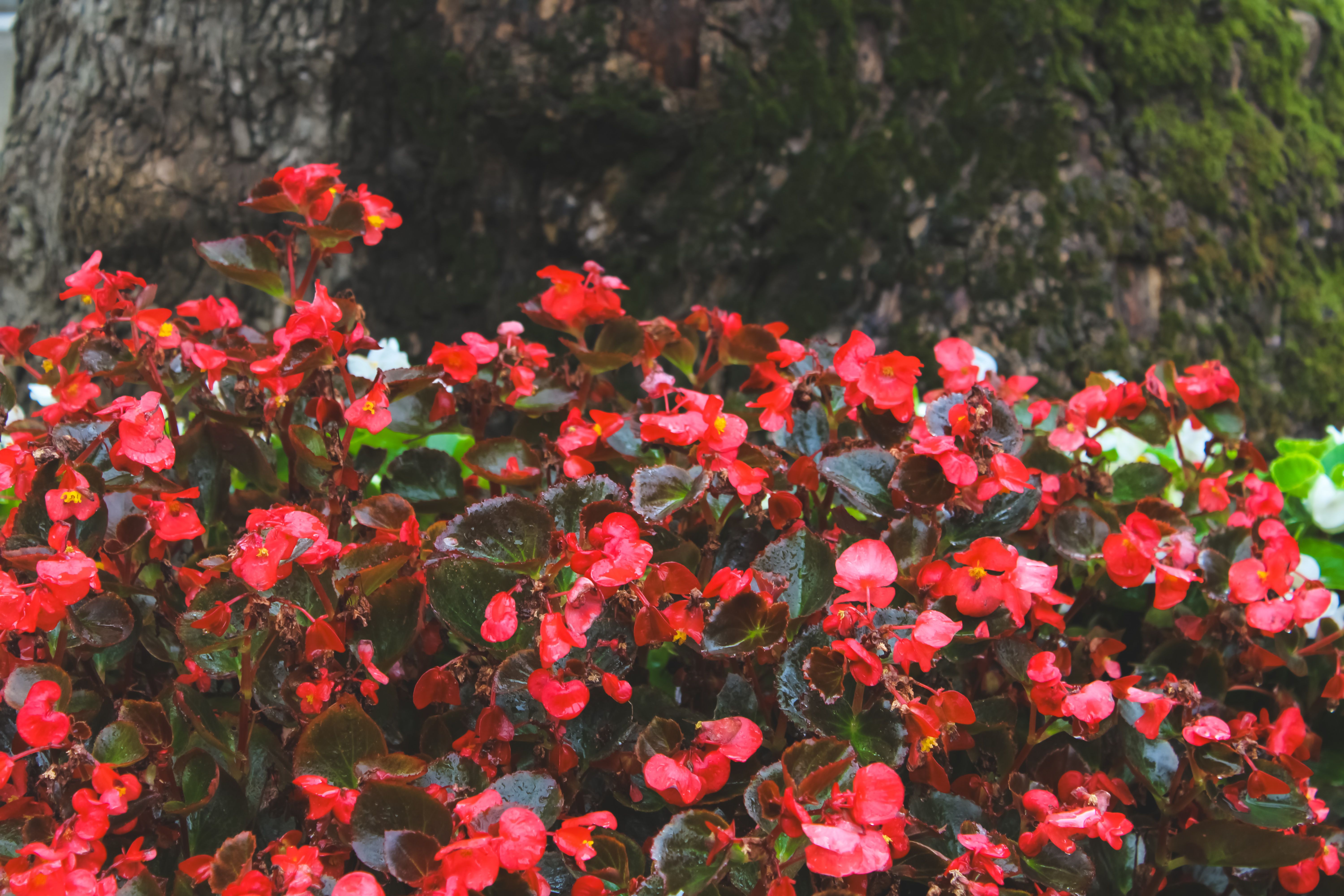 Bright red begonias bloom vibrantly against the textured tree bark in İstanbul's serene garden setting.