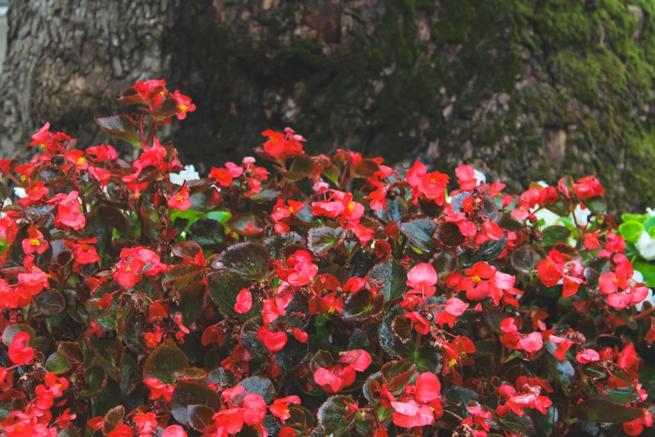 Bright red begonias bloom vibrantly against the textured tree bark in İstanbul's serene garden setting.
