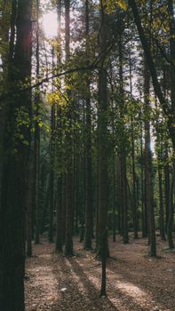 Peaceful forest scene with sunlight casting shadows among tall trees