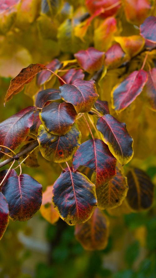 Free Colorful autumn leaves with rich hues of red and gold captured in a Scandinavian street setting. Stock Photo