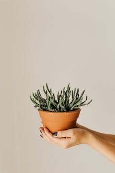 将多汁植物放在陶土锅中，置于中性背景下