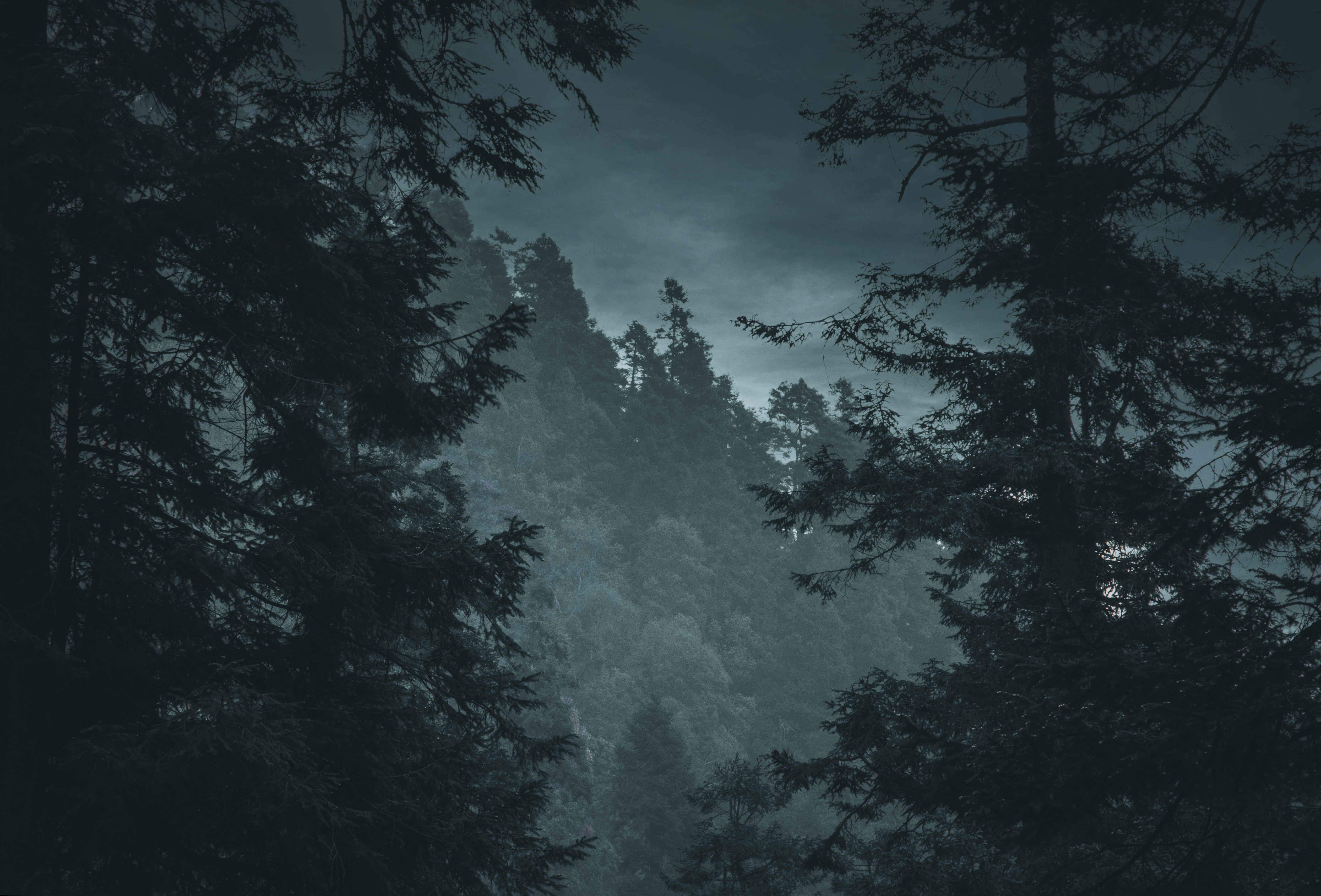 A serene moody forest view at twilight, showcasing the natural beauty of trees.. serene, moody, forest