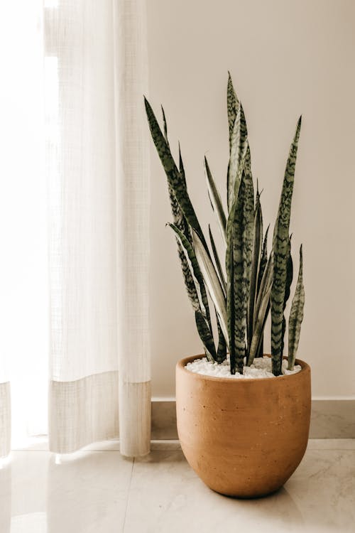 Snake plant (mother-in-laws-tongue)