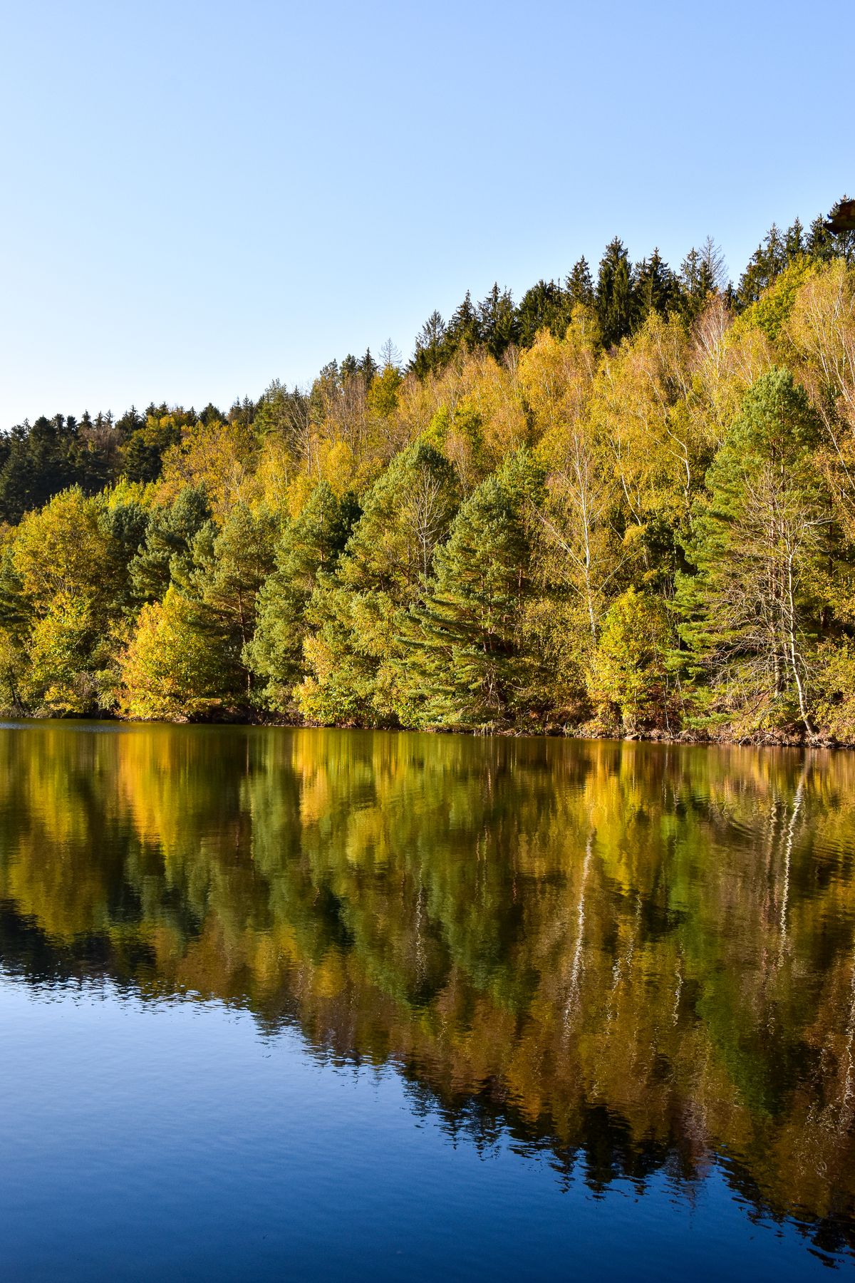 An autumn forest mirrored in a still Vosges lake