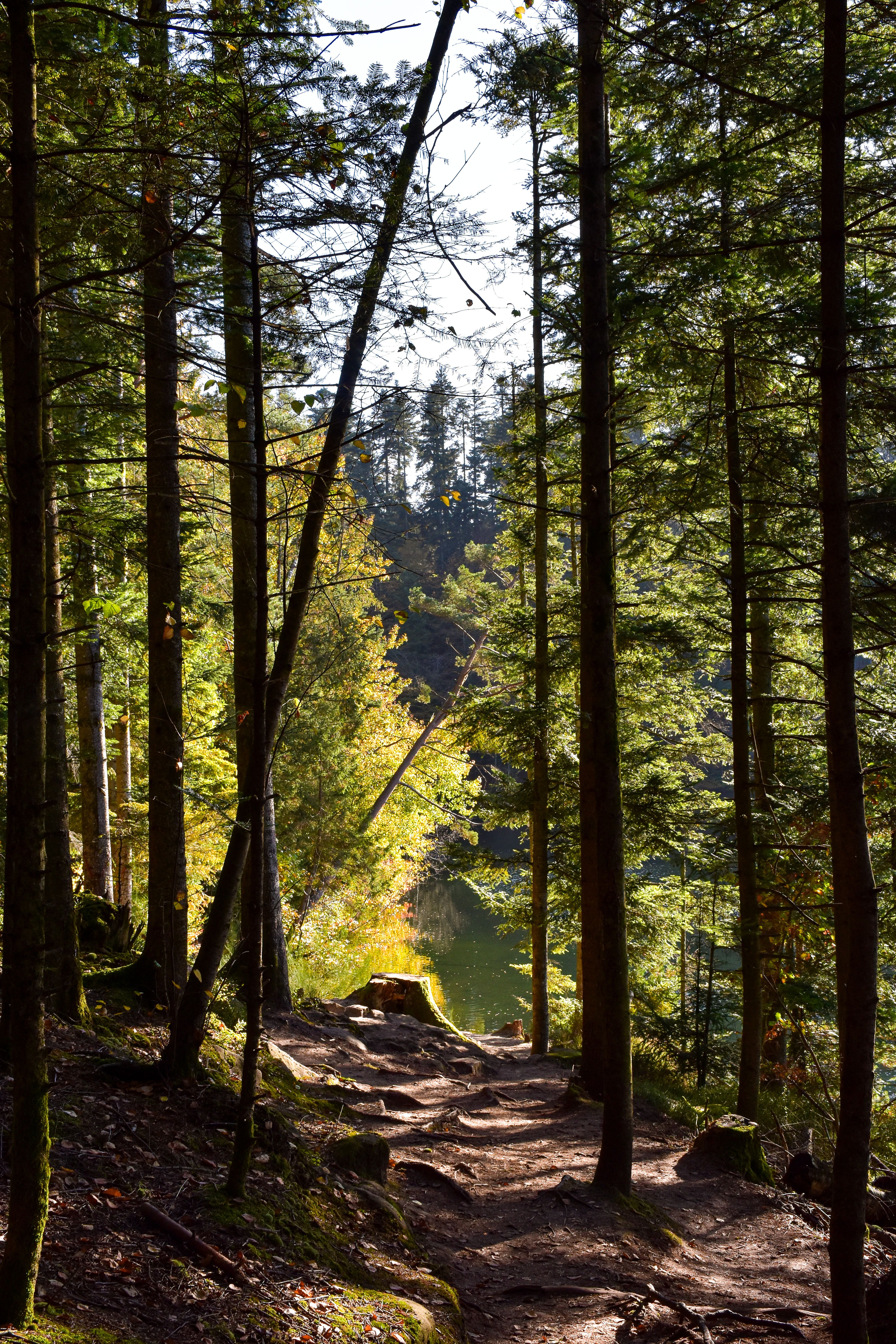 Serene Forest Path by Lake in Grand Est · Free Stock Photo