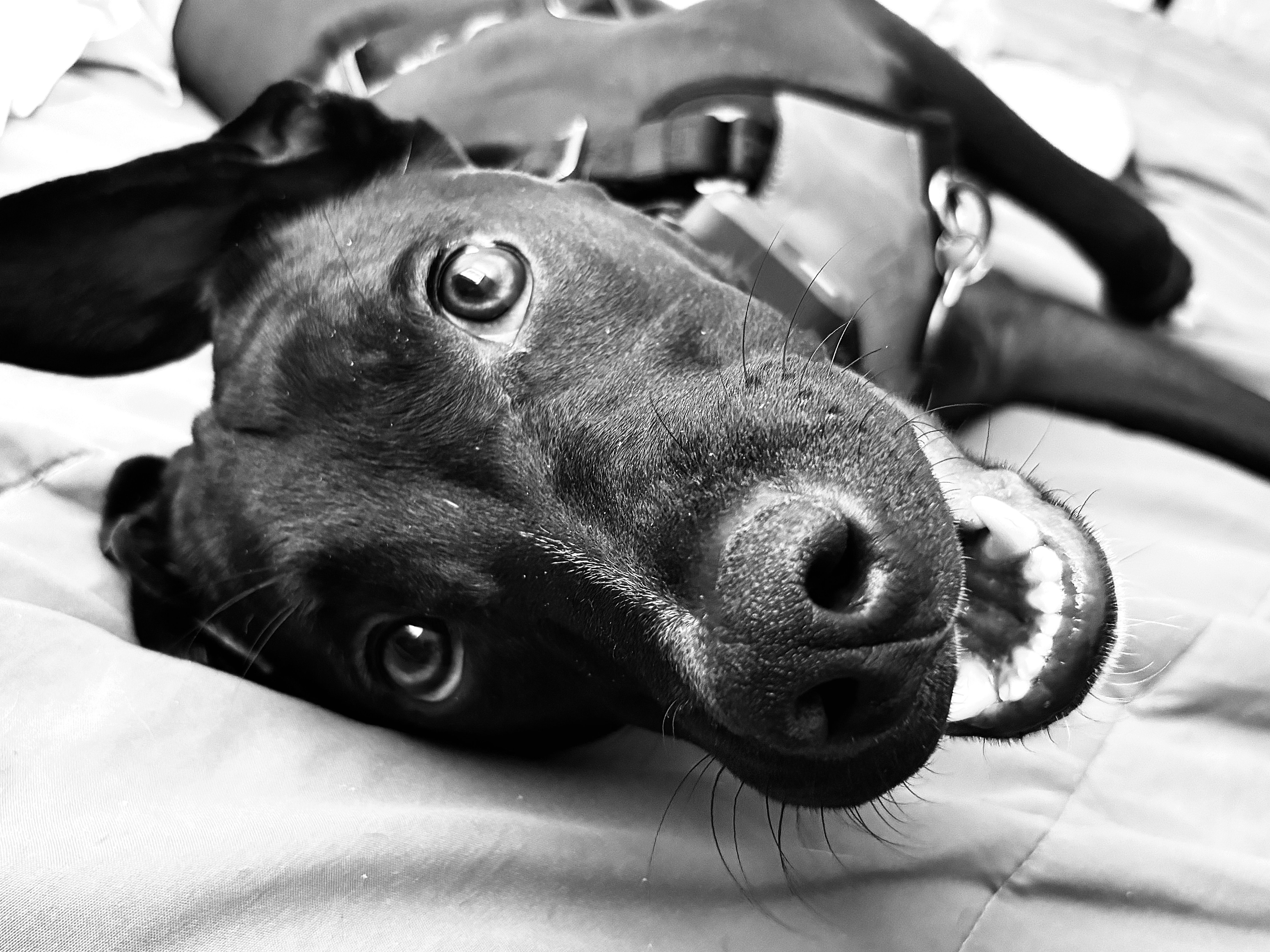 pet insurance pet wellness — Photo by Nayeisi Pérez on Pexels