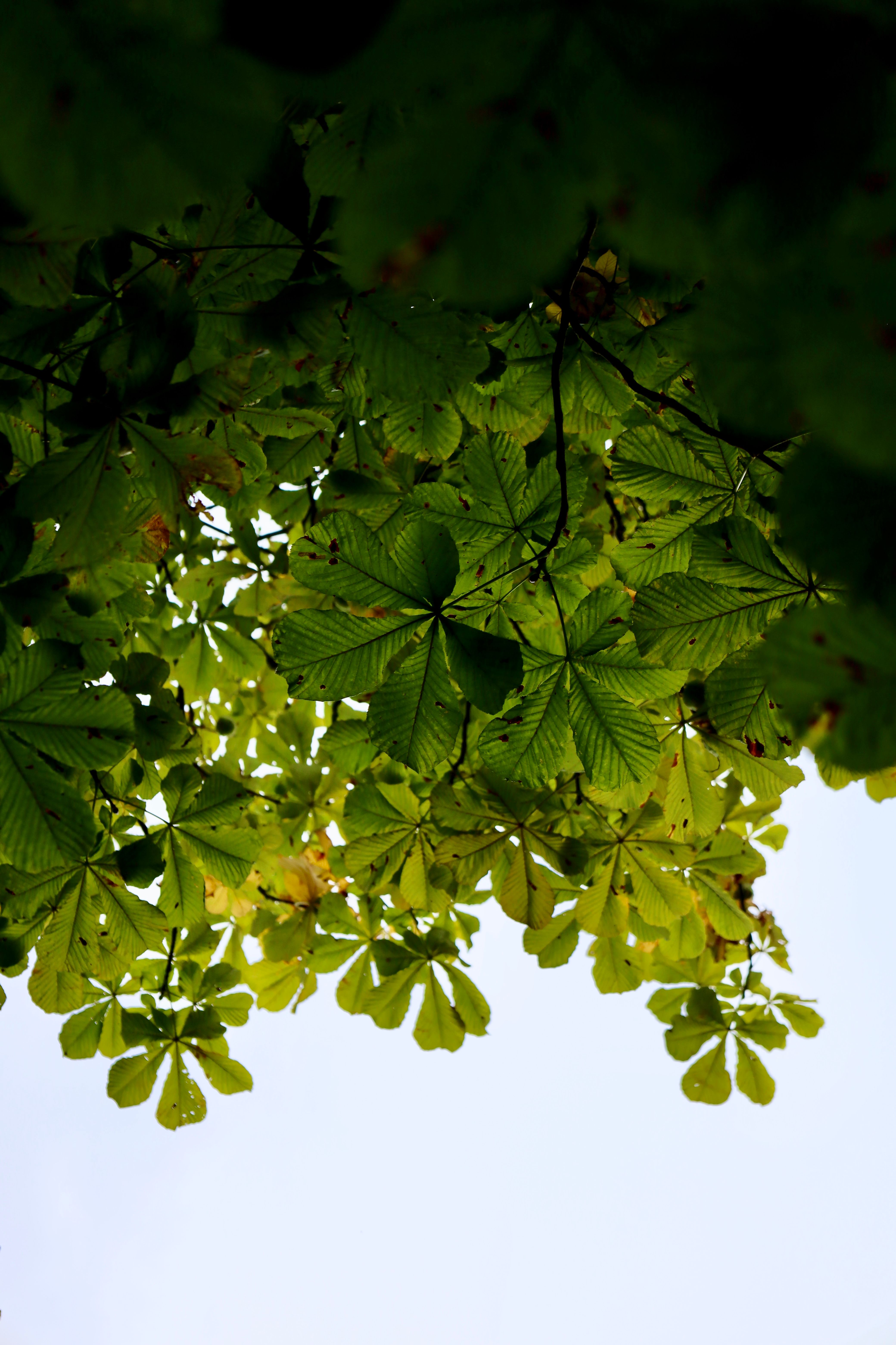 Vibrant chestnut leaves create a lush canopy with a bright sky backdrop.
