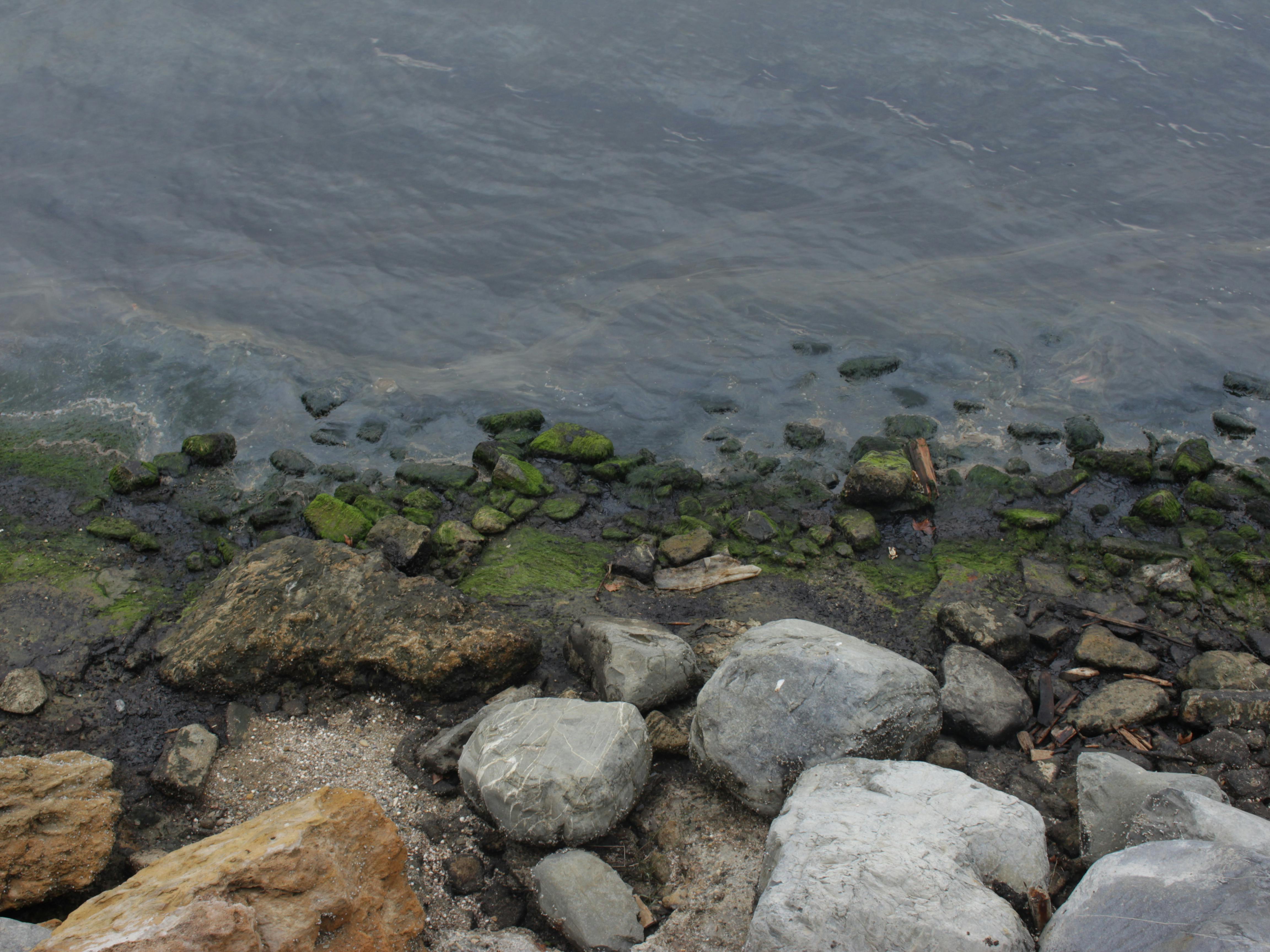 UNE students ‘Restore the Shore’ to strengthen campus climate resilience — Photo by Javid M on Pexels
