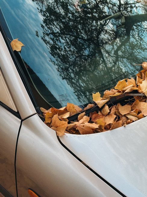 Close view of autumn leaves on a car hood with tree reflection. Perfect fall atmosphere.