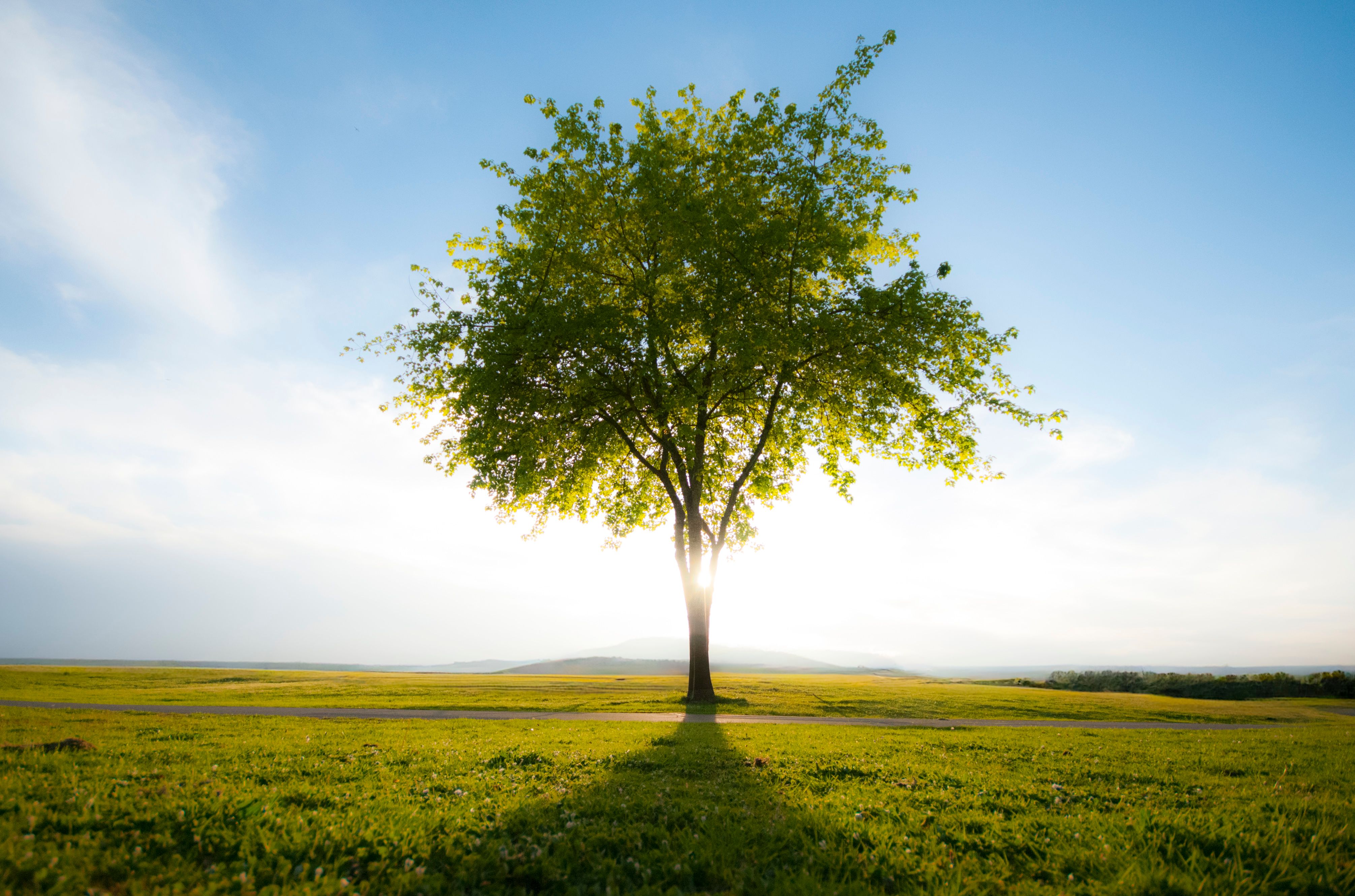 A tree standing tall