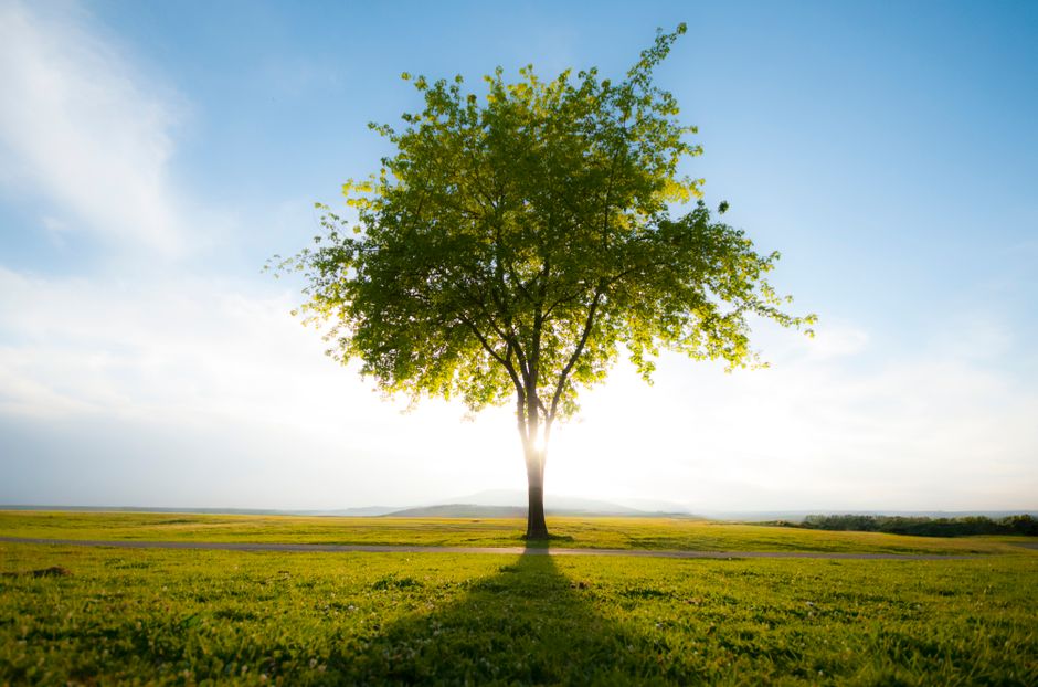 Fotomural Hermoso árbol solitario de pie en un campo abierto iluminado por el sol con un fondo de cielo claro, capturando la tranquilidad.