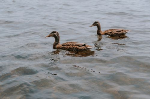 Free Pair of ducks gracefully gliding over tranquil lake surface. Stock Photo